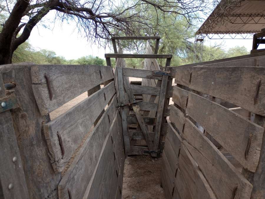 Campo ganadero tranquera cerrada (Córdoba) - Imagen 4