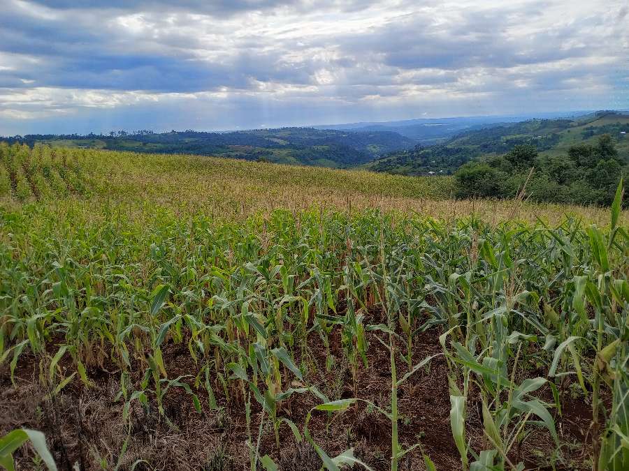 Venta Hacra En Produccin...buena Tierra Frtil, Buena Agua De Vertiente Apta Tajamar. Luz . - Campo en Venta en El Soberbio con 8 ha - imagen 5