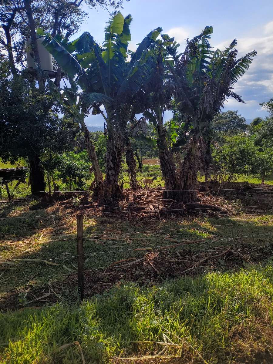 Venta Hacra En Produccin...buena Tierra Frtil, Buena Agua De Vertiente Apta Tajamar. Luz . - Campo en Venta en El Soberbio con 8 ha - imagen 11