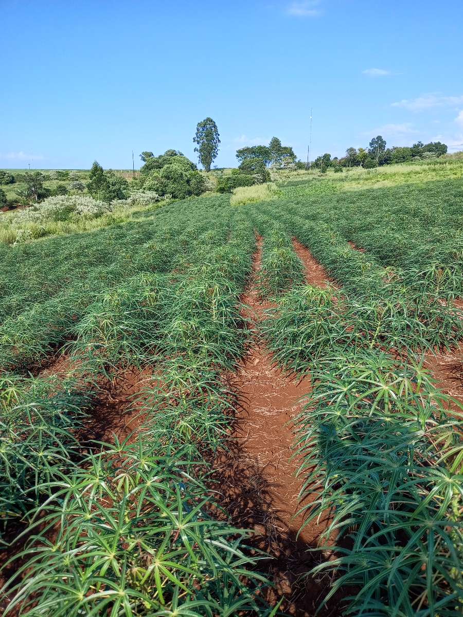 Venta Hacra En Produccin...buena Tierra Frtil, Buena Agua De Vertiente Apta Tajamar. Luz . - Campo en Venta en El Soberbio con 8 ha - imagen 14