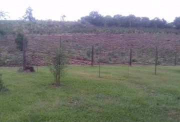 En San Vicente, Campo en Venta · dueño directo · 4 ha - Imagen 3