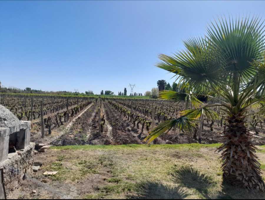 Campo disponible para la en Venta en Rodeo de la Cruz · dueño directo · 4 ha - Imagen 3