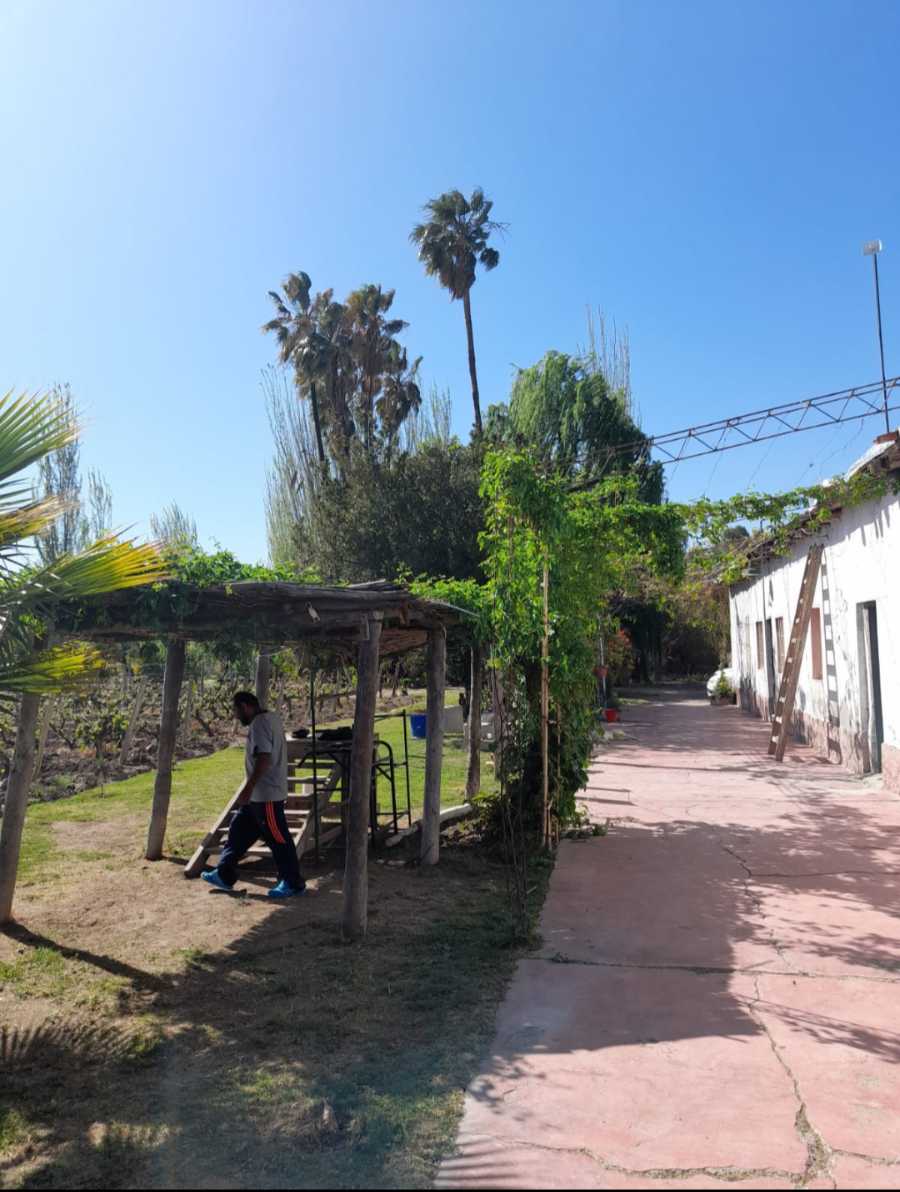 Viedos Casa Galpon Mendoza - Campo en Venta en Rodeo de la Cruz con 4 ha - imagen 8