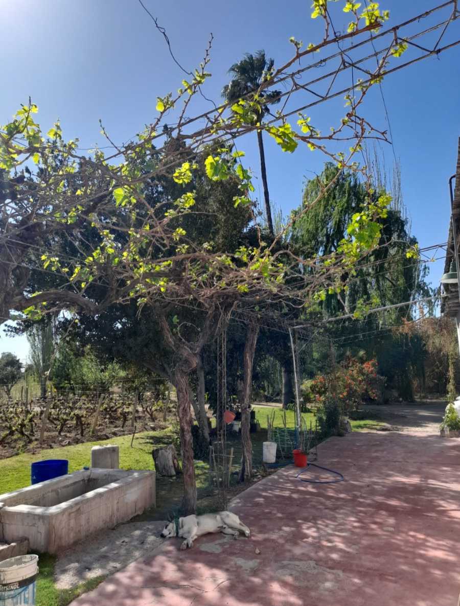 Viedos Casa Galpon Mendoza - Campo en Venta en Rodeo de la Cruz con 4 ha - imagen 11