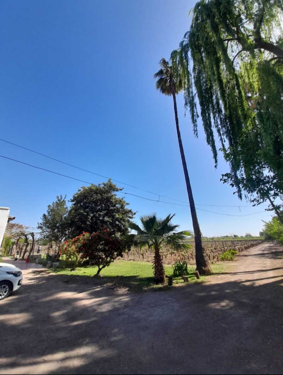 Viedos Casa Galpon Mendoza - Campo en Venta en Rodeo de la Cruz con 4 ha - imagen 10