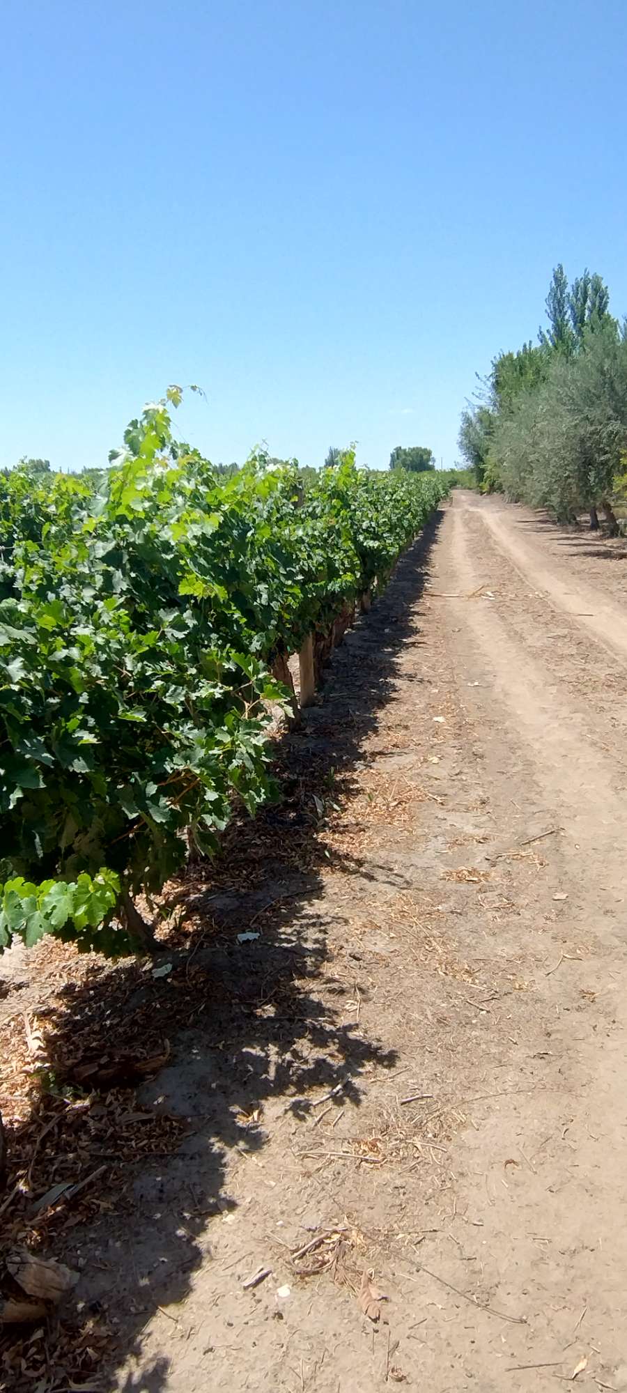 En Rodeo de la Cruz, Campo en Venta · dueño directo · 4 ha - Imagen 2