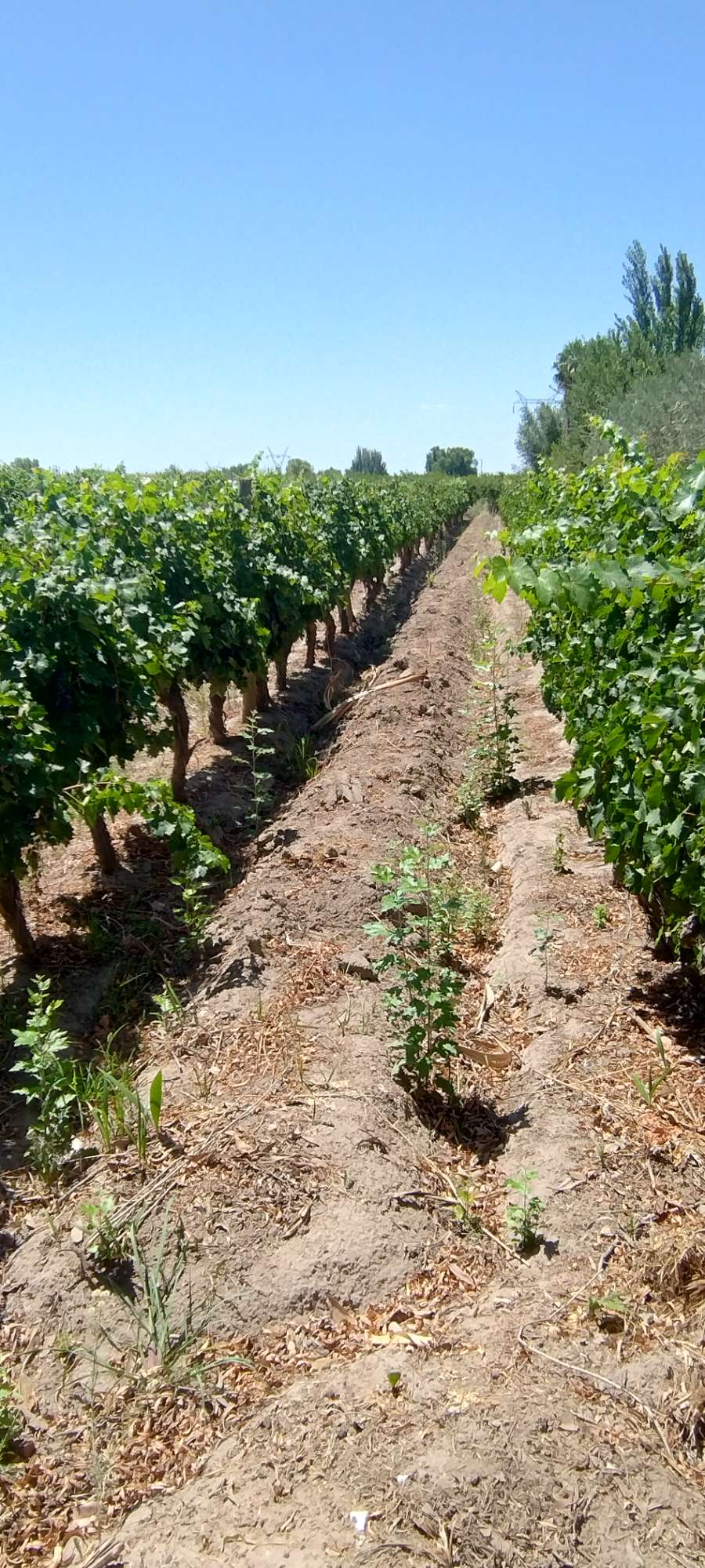 En Rodeo de la Cruz, Campo en Venta · dueño directo · 4 ha - Imagen 3