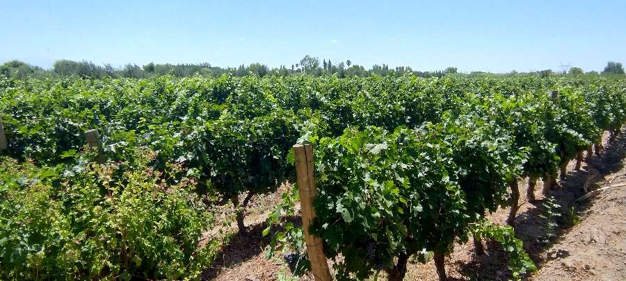 En Rodeo de la Cruz, Campo en Venta · dueño directo · 4 ha - Imagen 4