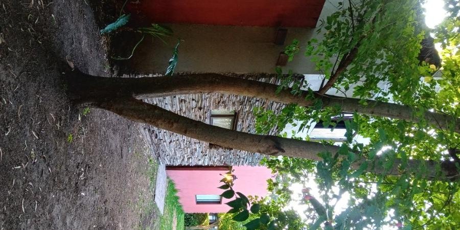Casa en Venta en Mar del Plata con 3 dorm., 5 amb., 100 m2 cubiertos y 450 m2 totales - imagen 4