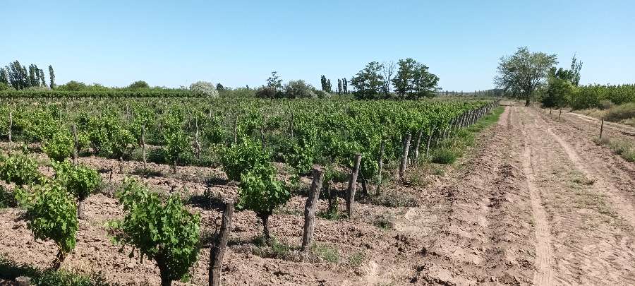 Terreno en San Rafael: en Venta · 12 m² de lote · dueño directo - Imagen 2