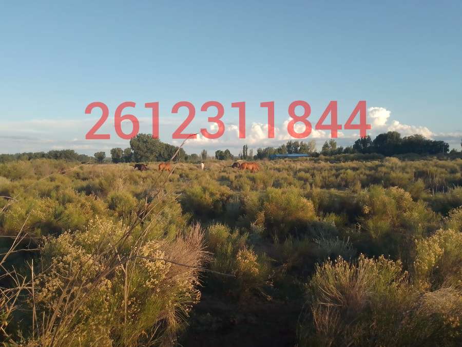Campo en Tunuyan para en Venta · dueño directo · 2 ha - Imagen 1