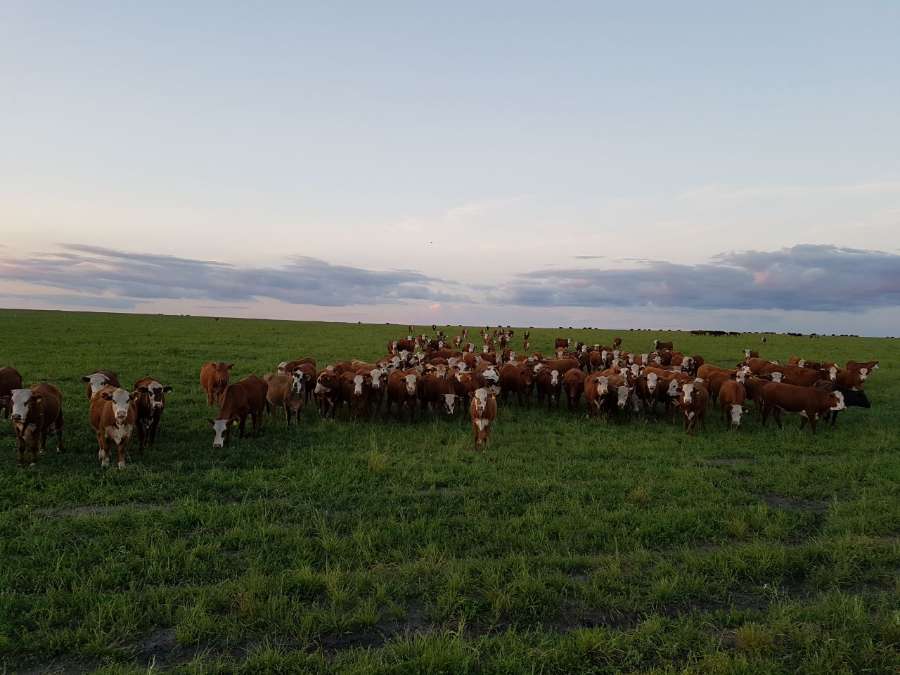 Venta Campo A Tranquera Cerrada 3800ha - Imagen 1
