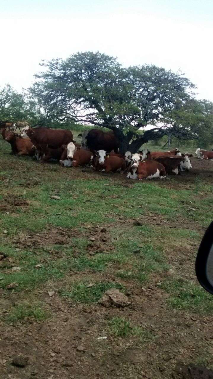 Venta Campo A Tranquera Cerrada 3800ha - Imagen 2