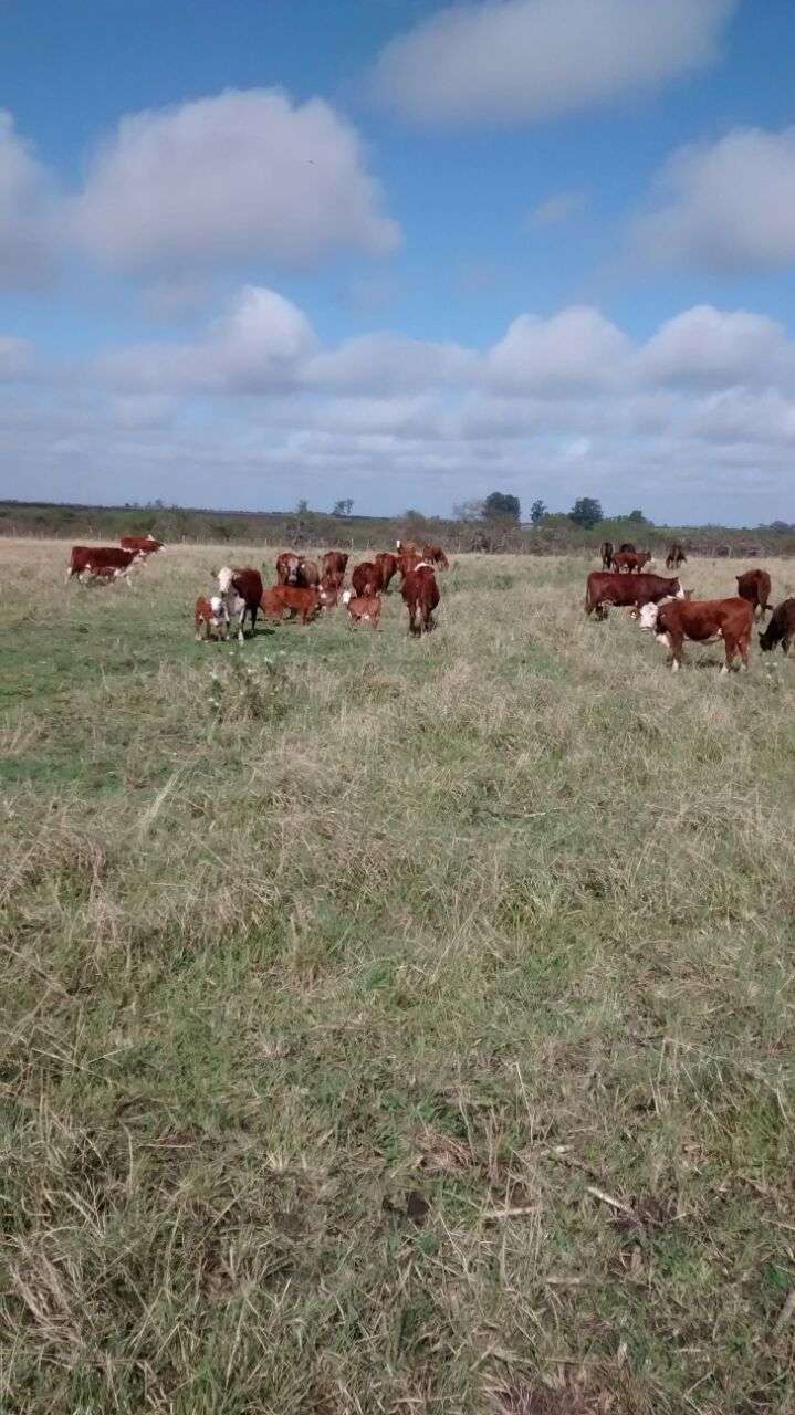 Venta Campo A Tranquera Cerrada 3800ha - Imagen 4