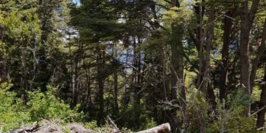 Terreno en Venta en Villa La Angostura con 865 m2 de terreno - imagen 4