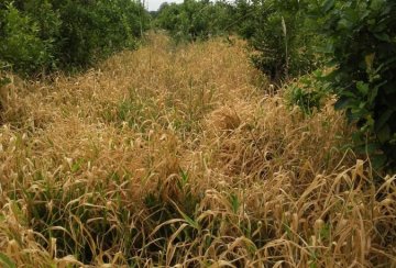 Campo en Venta en Aristobulo del Valle con 50 ha - Imagen 5