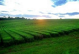 Oportunidad: Campo en Venta en Aristobulo del Valle · dueño directo · 50 ha - Imagen 2