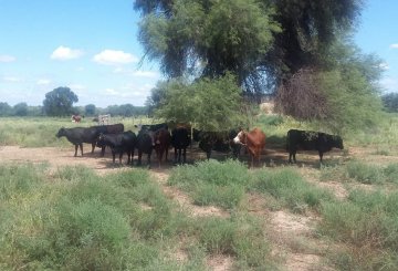 Campo en Venta en Córdoba con 1.600 ha - Imagen 2