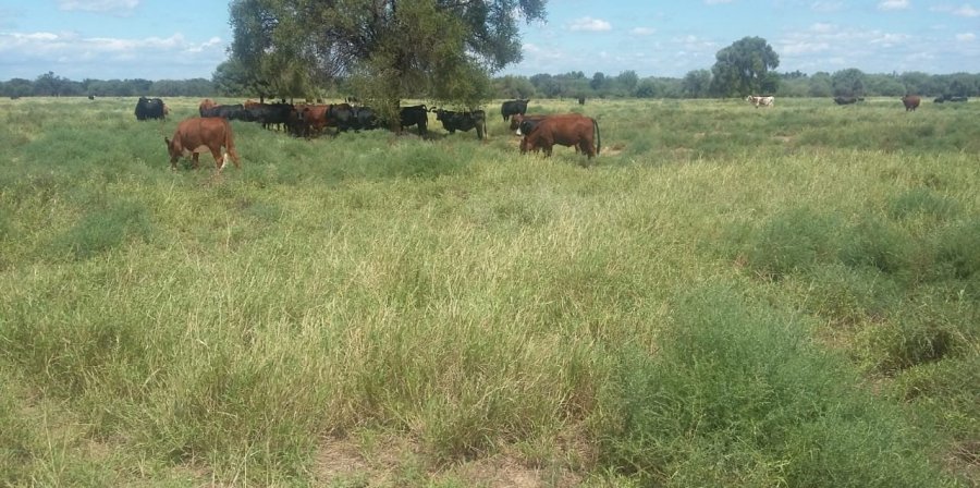 Campo en Venta en Córdoba con Ganadero y 1.600 ha - imagen 6