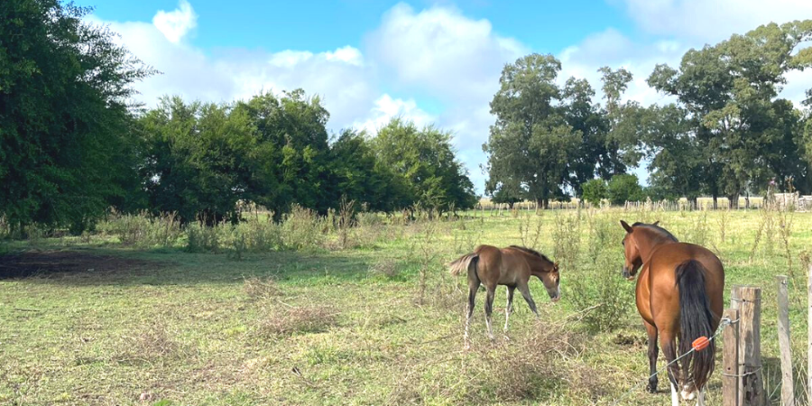 Campo en Venta en Canuelas con Mixto y 176 ha - imagen 8