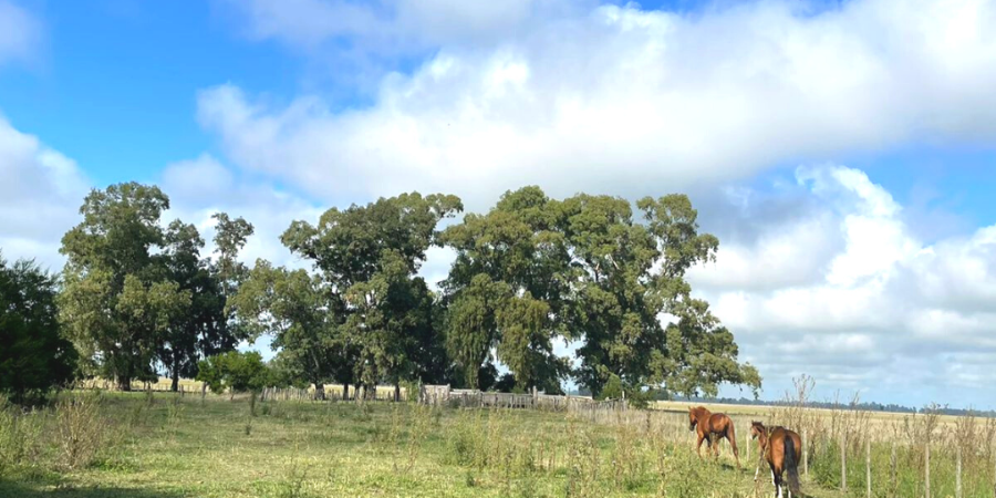 Campo en Venta en Canuelas con Mixto y 176 ha - imagen 7