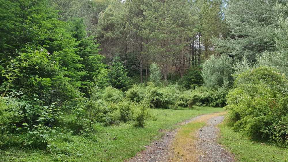 Loteo De Chacras En Lago Puelo - Campo en Venta en Lago Puelo con Forestal y 1 ha - imagen 6