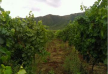 Campo en Venta en Andalgala con 6.000 ha - Imagen 4