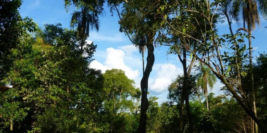 Campo en Venta en Dos de Mayo con 25 ha - imagen 10