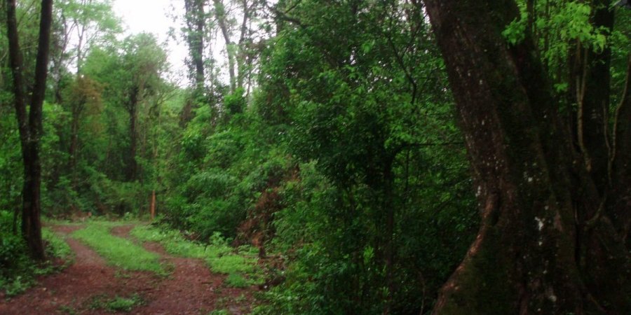 Campo en Venta en Dos de Mayo con 25 ha - imagen 6