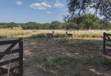 2 X 1. Campo Ganadero de Monte con Inst. Para Coto. La Pampa a 80 Km Santa Rosa - Imagen 2