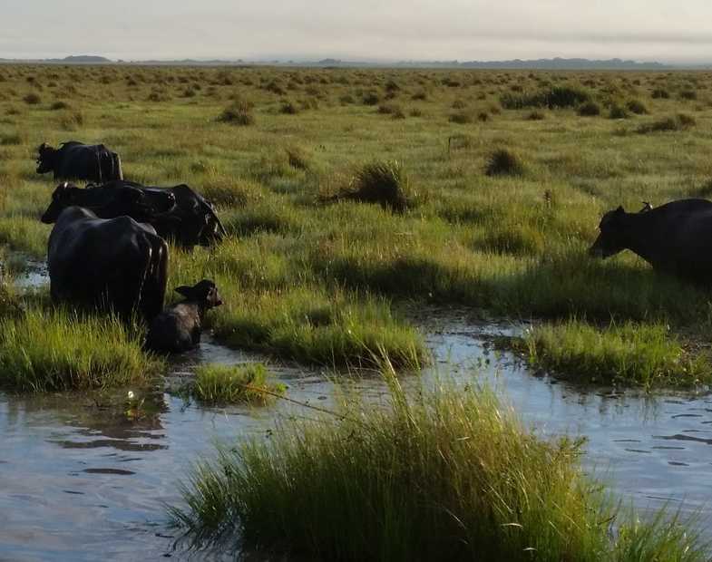 Terreno en Corrientes en Alquiler · dueño directo · 5,5 ha - Imagen 2