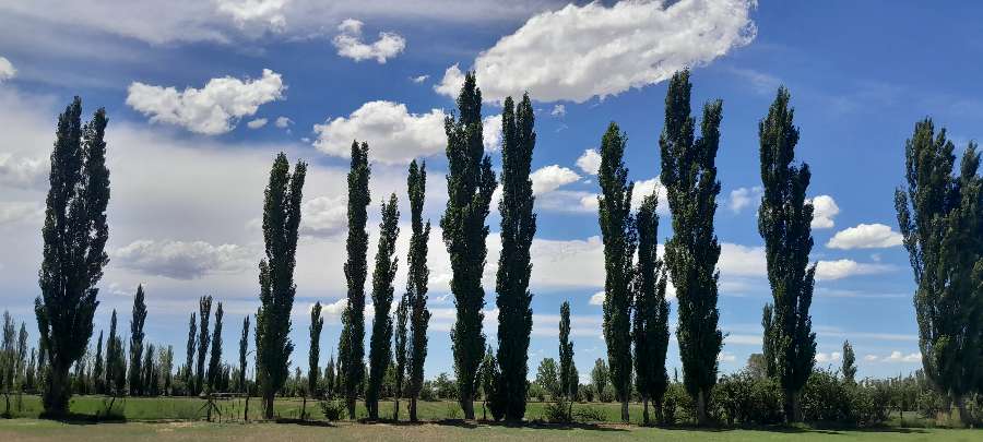Campo en Venta en General Alvear, · dueño directo · 4 o más dorm · 5 ha - Imagen 3