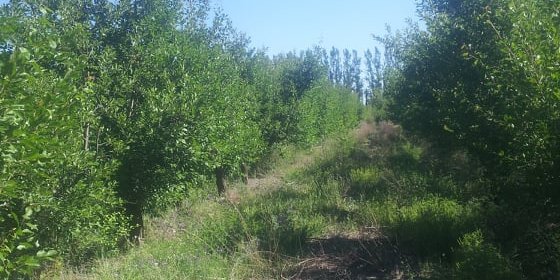 Finca En Venta Calle "b" - Campo en Venta en General Alvear con 10 ha - imagen 7