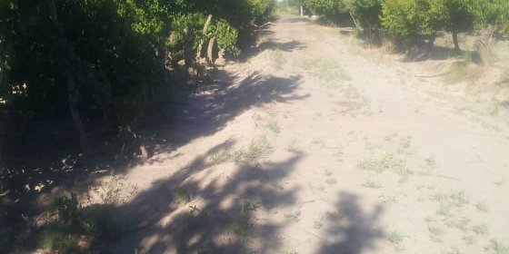 Finca En Venta Calle "b" - Campo en Venta en General Alvear con 10 ha - imagen 3