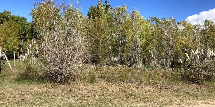 Terreno en Venta en San Bernardo con 1.000 m2 de terreno - imagen 3