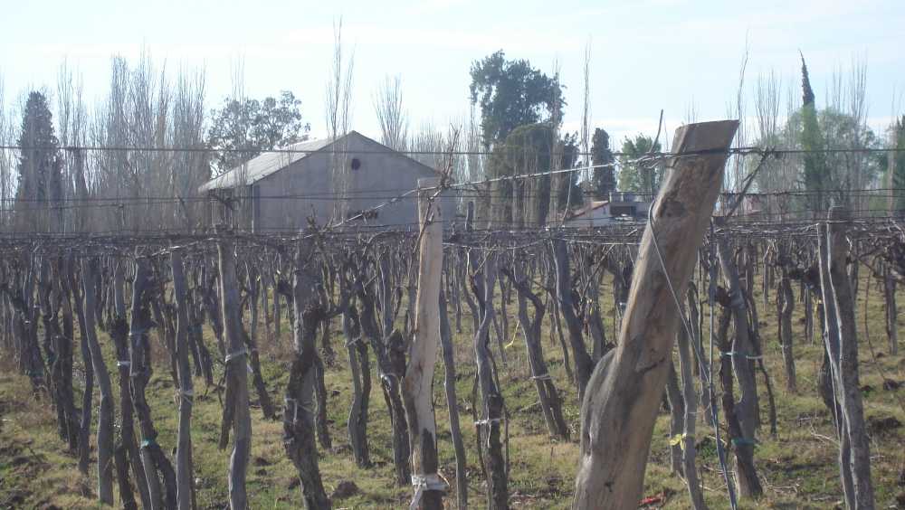 Bodega,viedo Y Casa Chalet - Campo en Venta en Las Heras con 5 ha - imagen 6