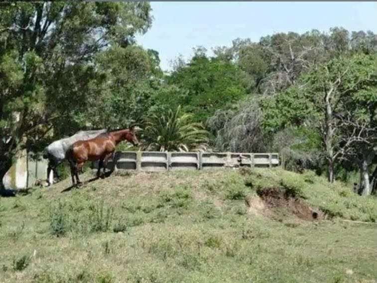 Campo en Venta Autovia 2 Km 247, General Guido - Imagen 6