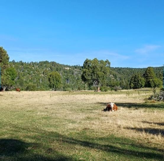 PROPIEDAD PRIVADA-CHACRA EN TREVELIN - Imagen 2