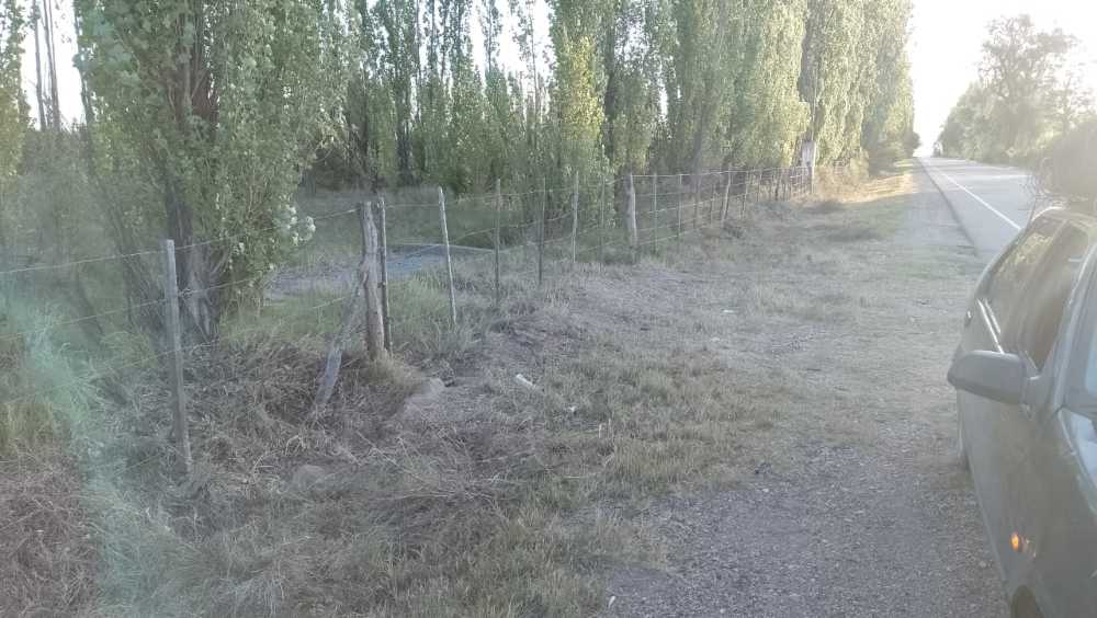 Vendo Finca Alto Del Algarrobal 5.5 Has Sobre Rn 146 Km 376.1 - Campo en Venta en San Rafael con Otros Cultivos y 5 ha - imagen 5