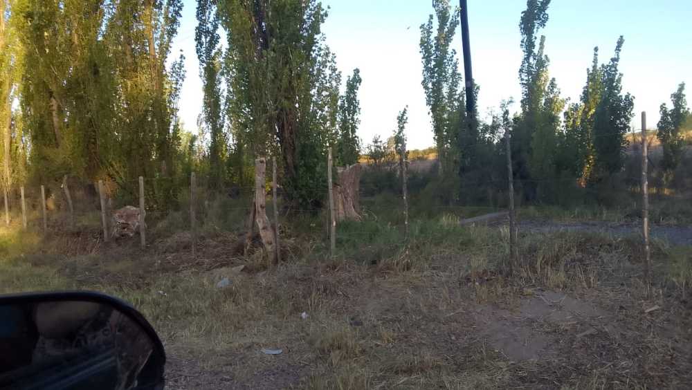 Vendo Finca Alto Del Algarrobal 5.5 Has Sobre Rn 146 Km 376.1 - Campo en Venta en San Rafael con Otros Cultivos y 5 ha - imagen 6