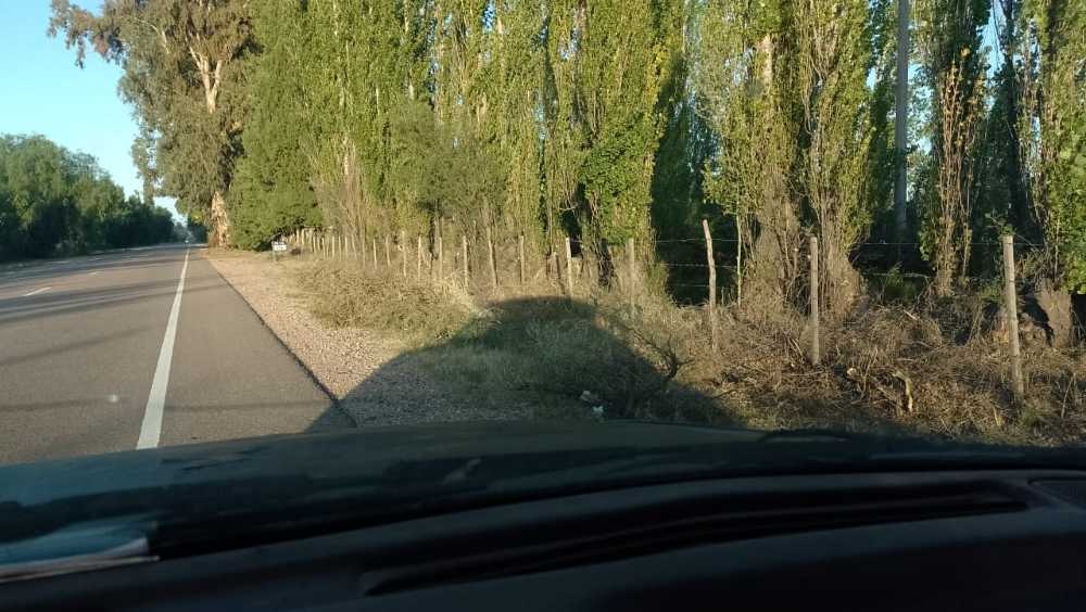 Vendo Finca Alto Del Algarrobal 5.5 Has Sobre Rn 146 Km 376.1 - Campo en Venta en San Rafael con Otros Cultivos y 5 ha - imagen 7