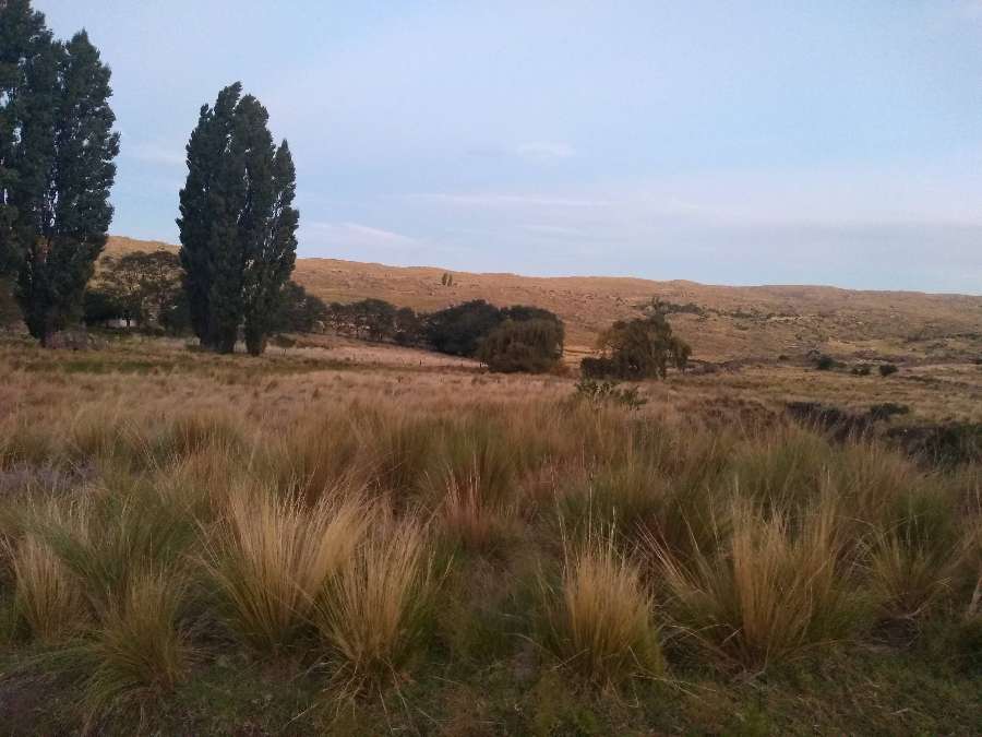 SE VENDE CAMPO 120 Has EN CAPILLA LA CANDELARIA-CORDOBA - Imagen 4