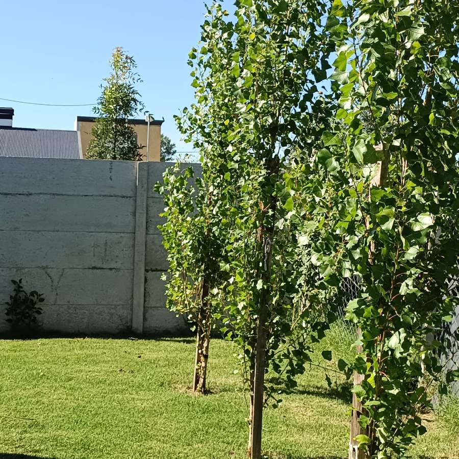 Cas En Venta - Casa en Venta en Zárate con 1 dorm. y 70 m2 cubiertos - imagen 6