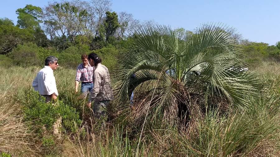 Campo en Text corpus en Venta · dueño directo · 50 ha - Imagen 1