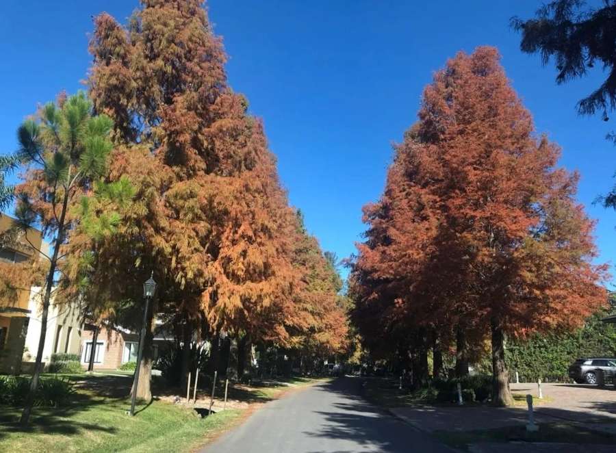 El Lauquen, San Vicente