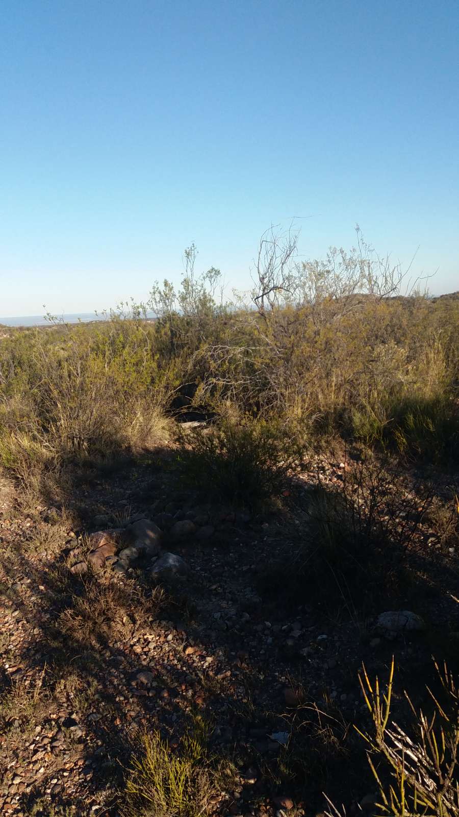 Campo inculto - Imagen 5