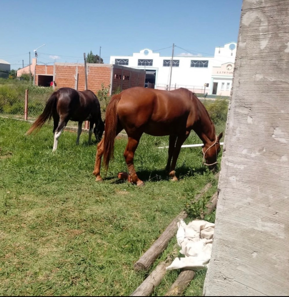 Casa Venta Y Alquiler - Campo en Venta en Concepción del Uruguay - imagen 13