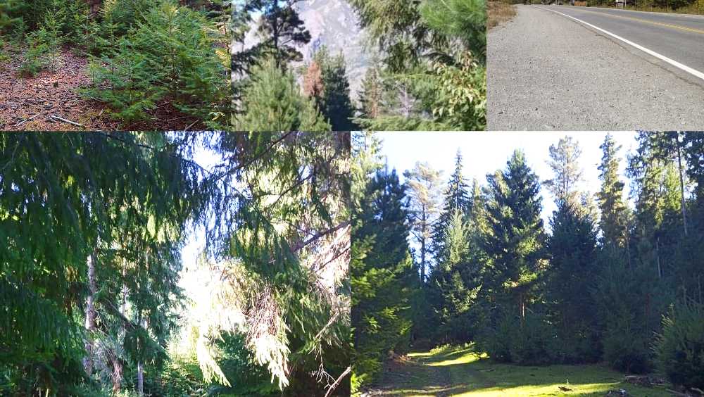 Se Venden Parcelas 5.000 M - Terreno en Venta en Lago Puelo con 5.000 m2 de terreno - imagen 2