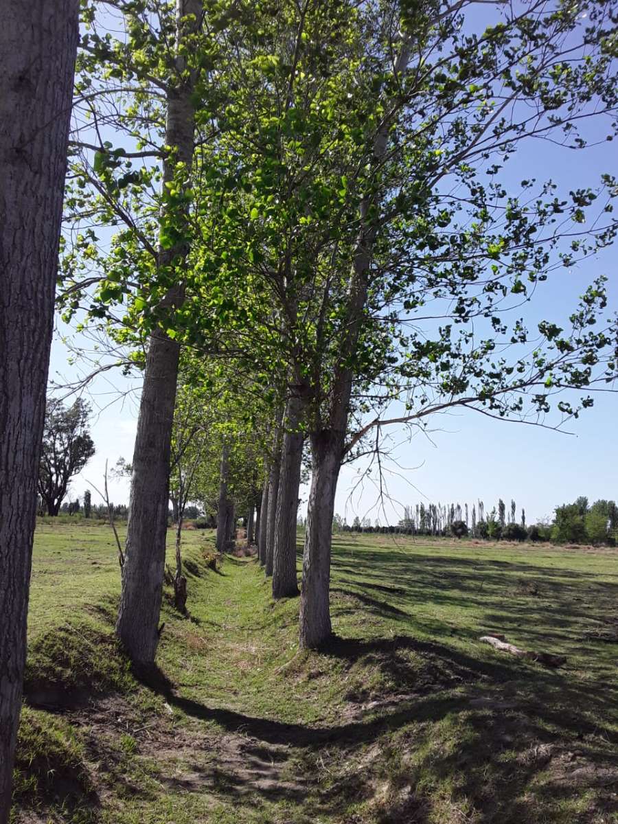 Oportunidad: Campo en Venta en San Rafael · dueño directo · 36 ha - Imagen 2