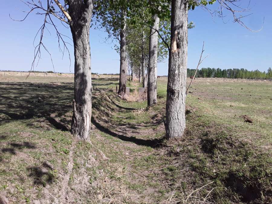 Oportunidad: Campo en Venta en San Rafael · dueño directo · 36 ha - Imagen 3